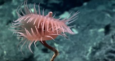 The most incredible life forms found in the depths of the Pacific Ocean