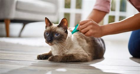 The Ultimate Guide to Applying Flea and Tick Medicine on Your Cat | Regretless