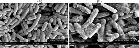 Scanning electron micrograph of Lactobacillus bulgaricus cultivated in ...