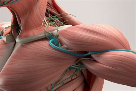 Pneumatic artificial muscle robots: Benefits and challenges