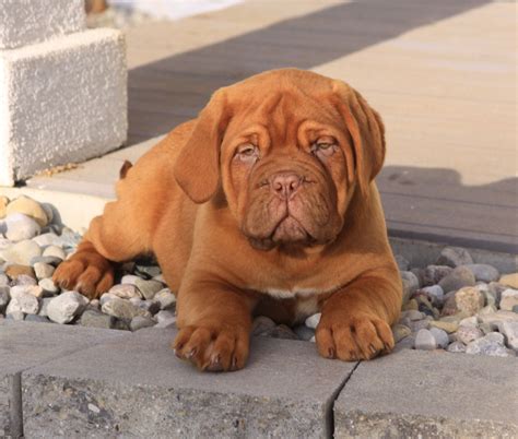 Pin by Josie Metzler on Cute | Cute little animals, French mastiff dog ...