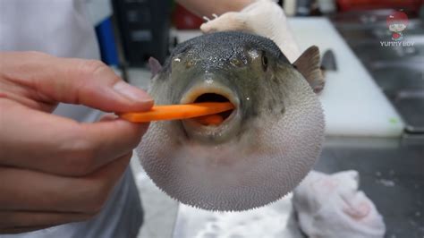 Pufferfish Eating a Carrot | Know Your Meme