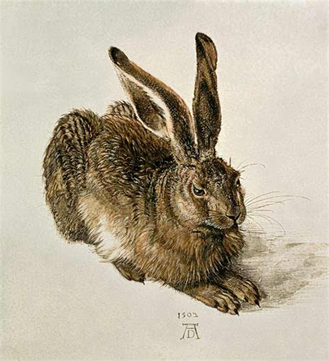 Duerer | Albrecht durer, Renaissance art, Animal art