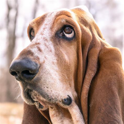 How Trainable Are Basset Hounds? - AtractivoPets