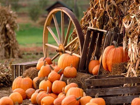 Autumn Harvest Pumpkin Wallpapers - Wallpaper Cave