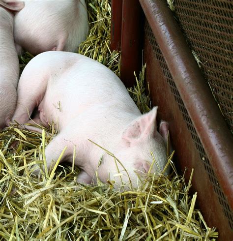 sleeping piglet at the fair | A sign on their pen said they … | Flickr