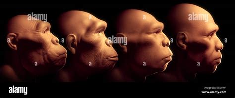 Human Evolution Stages High Resolution Stock Photography and Images - Alamy