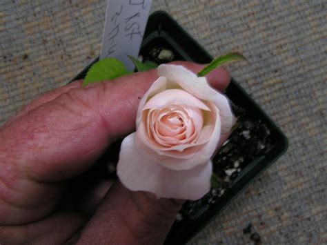 ROSEGASMS: Roses From Seeds