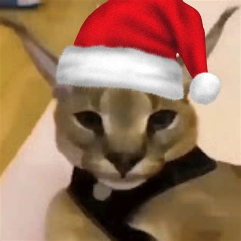 Santa Hecker in 2024 | Silly cats, Funny images, Funny memes