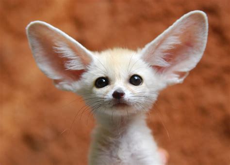 Fennec Fox National animal of Algeria - Vdio Magazine 2024