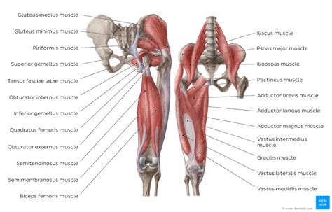 Diagram Of Hip.and Back.muscles - qwlearn