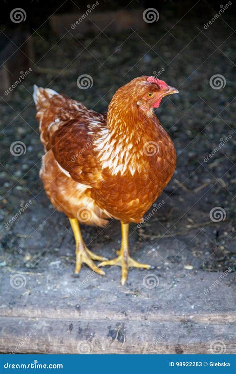 Cute Brown Chicken Coop is on Verge Stock Image - Image of beak, cage: 98922283