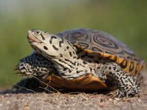 Diamondback Terrapin Facts, Adaptations, Habitat, Diet, Size