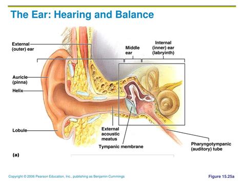 PPT - The Ear: Hearing and Balance PowerPoint Presentation, free ...