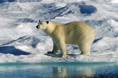 Geração Polar Portugal: Dia Internacional do Urso Polar