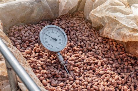 Premium Photo | Temperature measurement of cocoa beans fermented in ...