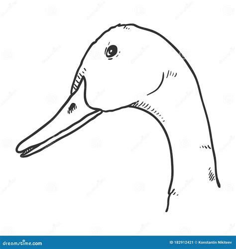 Vector Sketch Duck Head stock vector. Illustration of adult - 182912421