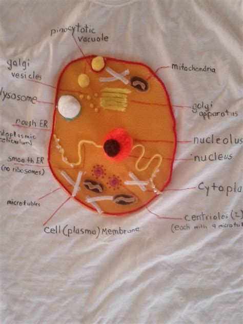 Pin By Rosa H Rosado On Camiseta Celula Animal Cell A - vrogue.co