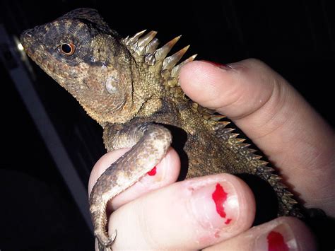 SW England Mountain Horned Dragon For saleee!! - Reptile Forums