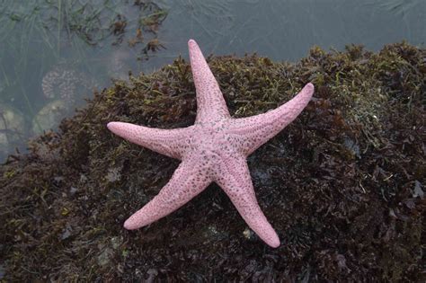 20 Bizarre and Beautiful Starfish Species