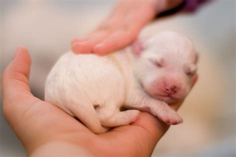 How to Take Care of Newborn Puppies