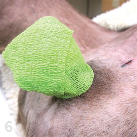 Scrotal Approach to Canine Orchiectomy | Clinician's Brief