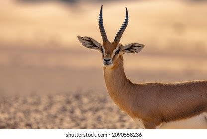 Arabian Gazelle Natural Habitat Within Protected Stock Photo 2090558236 | Shutterstock