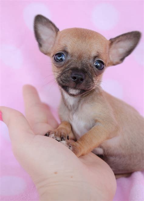 32 Chihuahua Puppies For Sale In Florida Photos – See more ideas about pets, cute animals, animals.