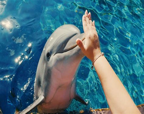 SeaWorld Dolphin Encounter | BOOK now for the best value