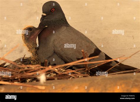 Nest of Common pigeon and baby Stock Photo - Alamy