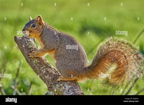 Eastern Fox Squirrel (Sciurus niger), Sacramento County California ...