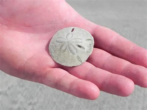 Why Are Sand Dollars Called Sand Dollars? (Explained)