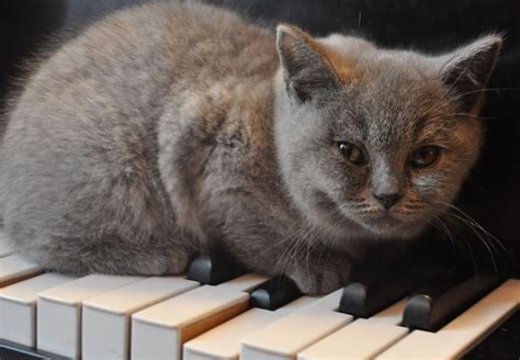 Types of Relaxing Music for Cats