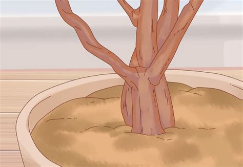 How To Prune A Money Tree - 5 Top Efficient Tips