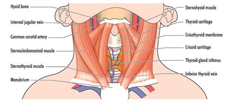 Hyoid Bone - The Definitive Guide | Biology Dictionary