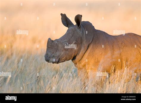 White Rhinoceros baby Stock Photo - Alamy