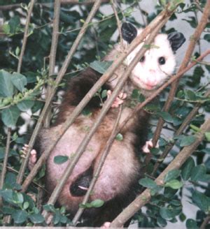 Reproduction – Life Cycle | Opossum Society of the United States (OSUS)