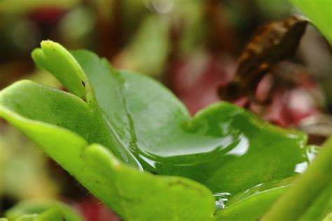 Macro Waterdrop by VanuKaos on DeviantArt