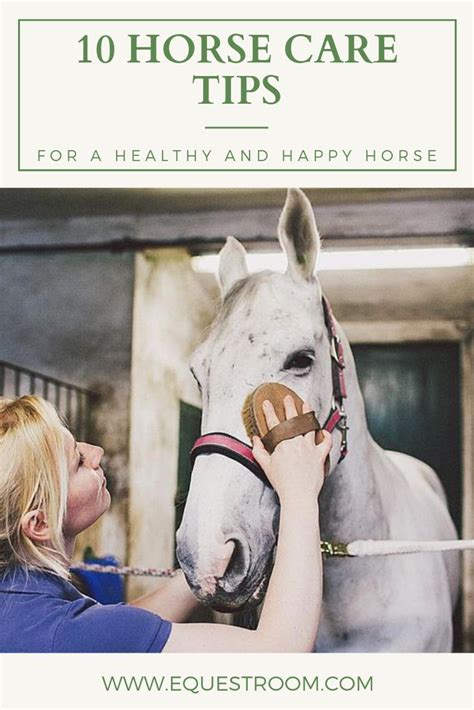 10 HORSE CARE TIPS FOR A HEALTHY AND HAPPY HORSE #equestrian #horsecare ...