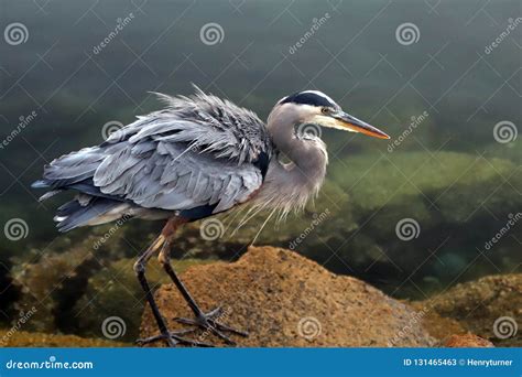 Great Blue Heron Ruffling Feathers before Flight at Morro Bay on the ...