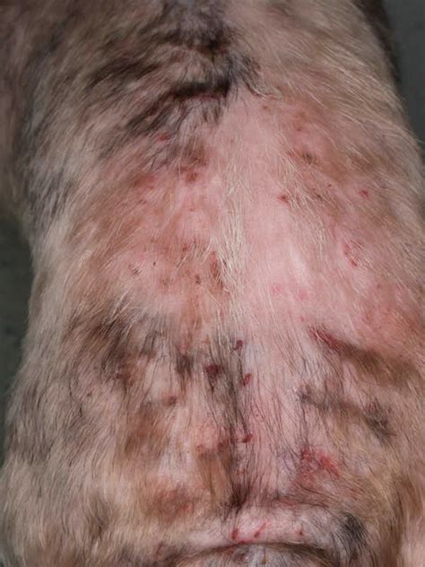 flea allergy dermatitis cats veterinary partner - Carisa Wenzel