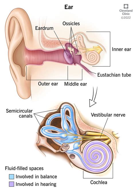 Human ear model human ear anatomy structure ear canal ear collection middle and inner ear ...