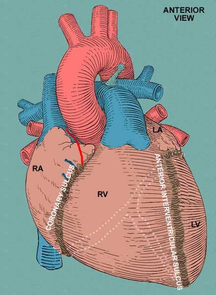 Anterior interventricular sulcus