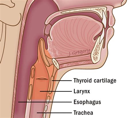 Bone In Your Throat – Telegraph