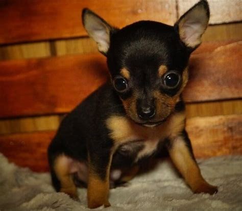 "chihuahua puppies for adoption near me ,Free chihuahua near me ...