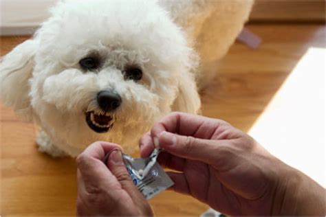 The Danger of Discounted Pet Drugs - The New York Times