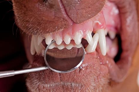 ReBarkable Blog - Why Do Dogs Get Hairy Teeth? - Tracker's Pet Supply