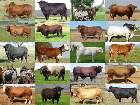 Cattle Farming - Everythig You Want to Know | Beefmaster