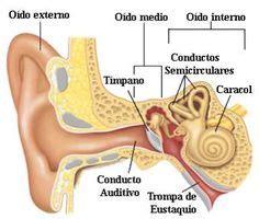 Resultado de imagen de imagenes de como es el oido por dentro | Organos de los sentidos, Organos ...