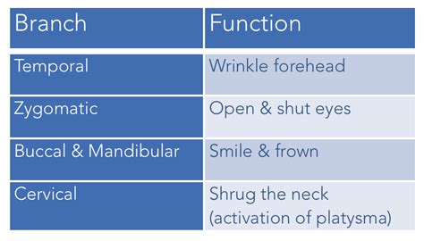 Quick Guide to Minor Facial Trauma: Part I — NUEM Blog